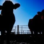 Bioengineered Cattle