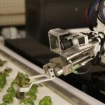 American Consumers Will Soon Be Eating CRISPR Gene-edited Conscious™ Salad Greens